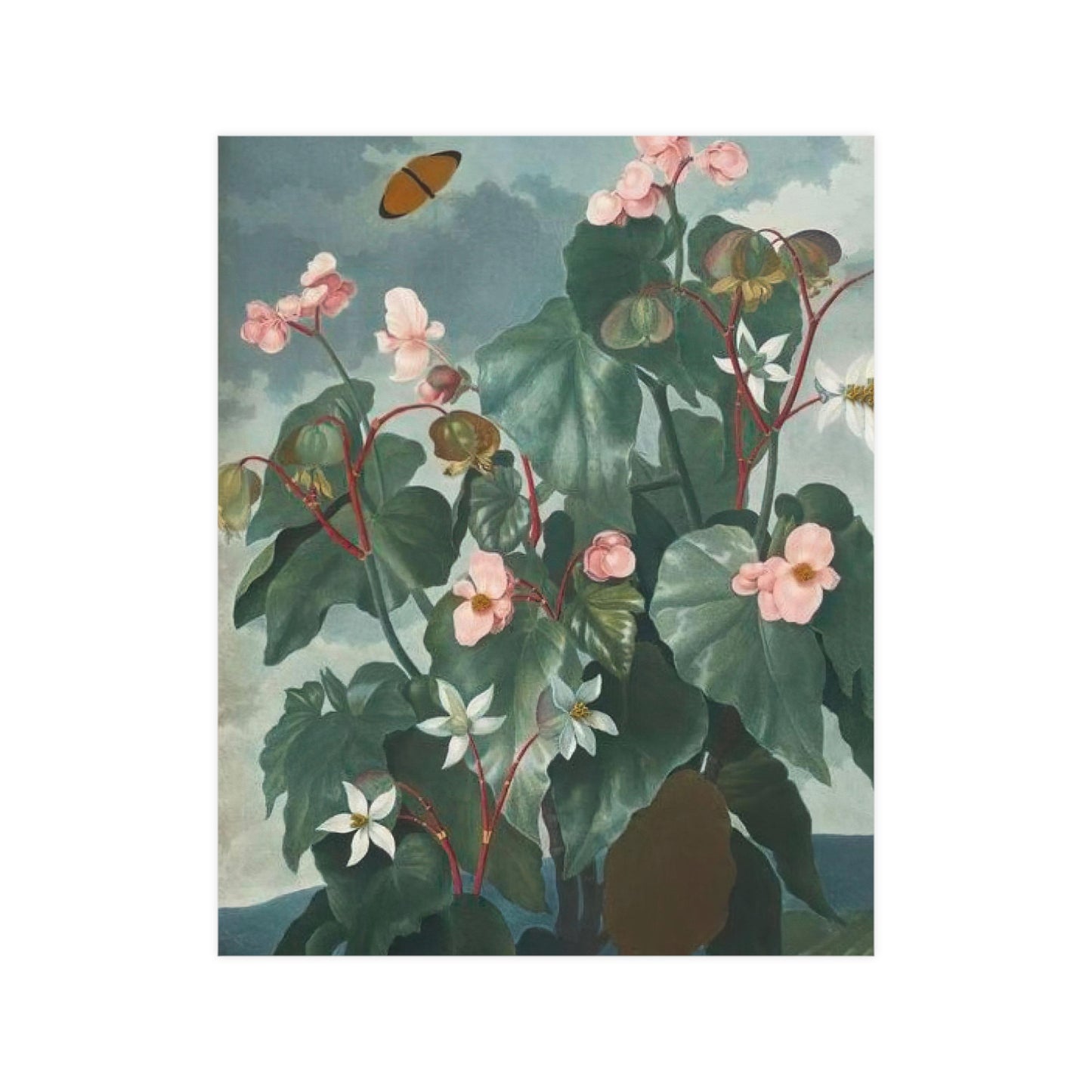 Begonia Wall Print