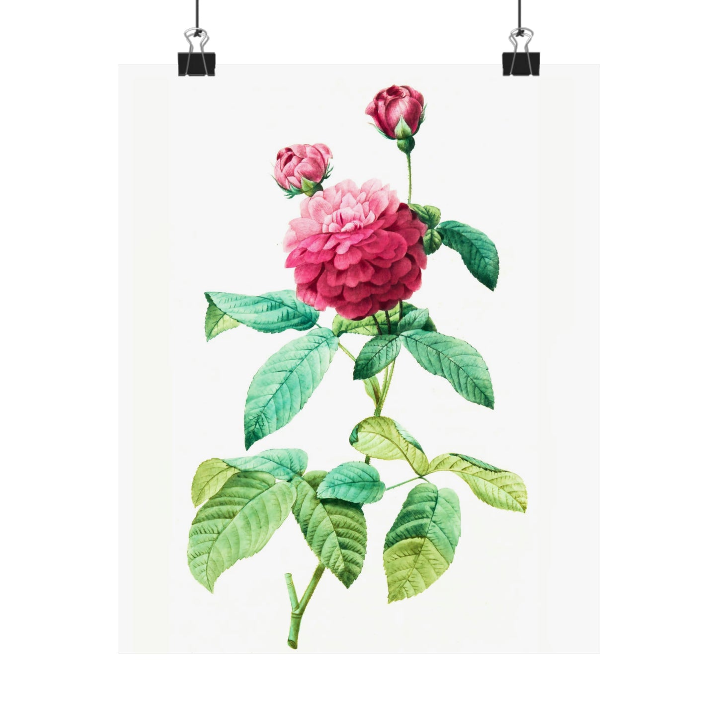 Ombre Pink Rose with Buds