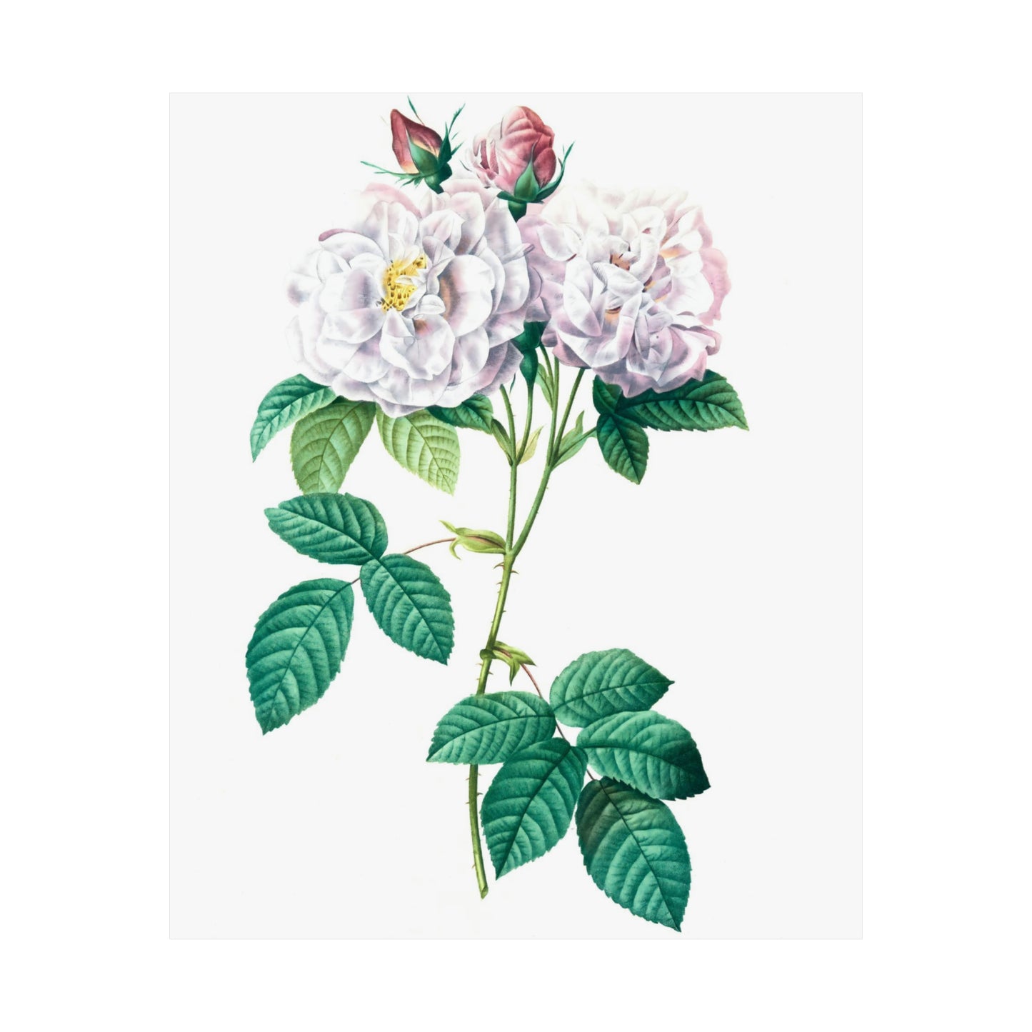 Light Pink Rose Stem Wall Print