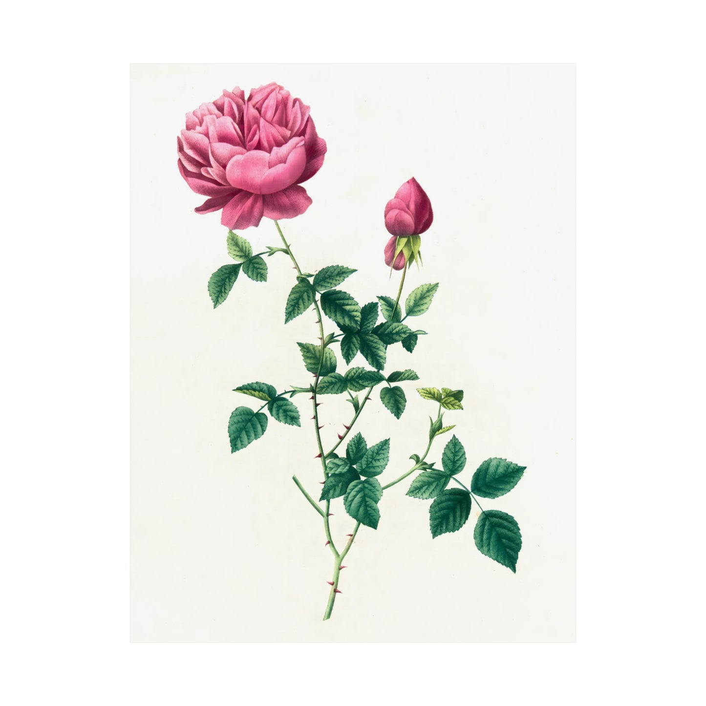 Pink Rose with Bud
