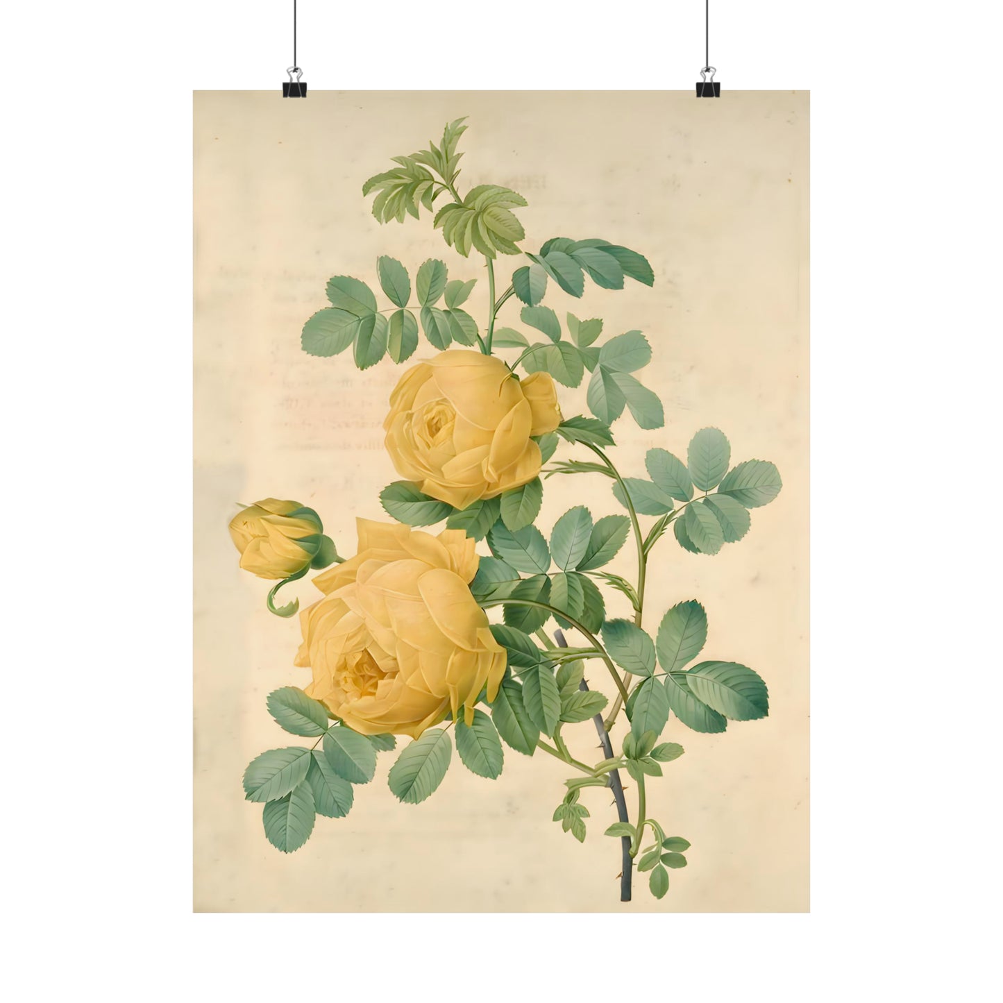 Yellow Rose Bush