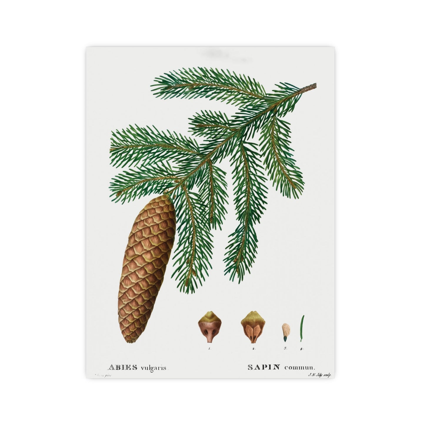 Acorn 3
