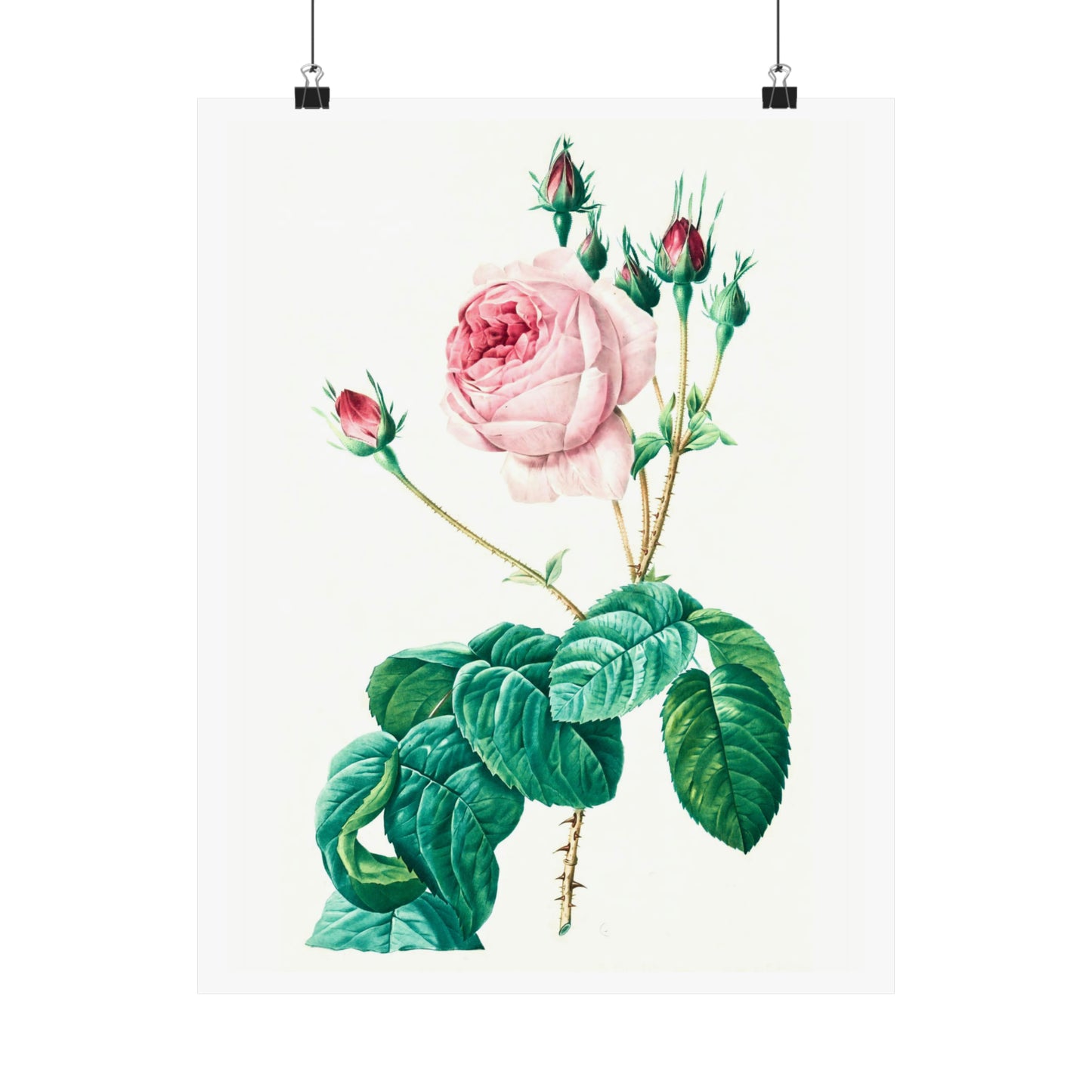 Light Pink Rose with Buds