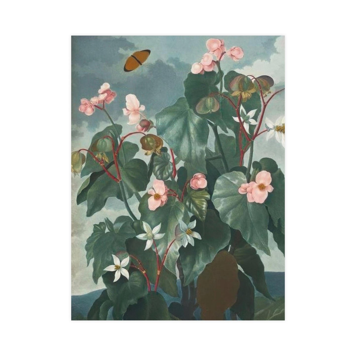 Begonia Wall Print