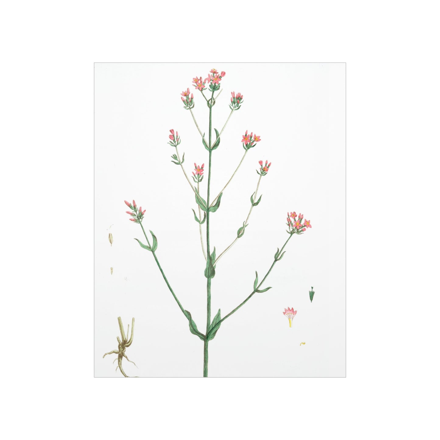 La Petite Centauree Flower Wall Print