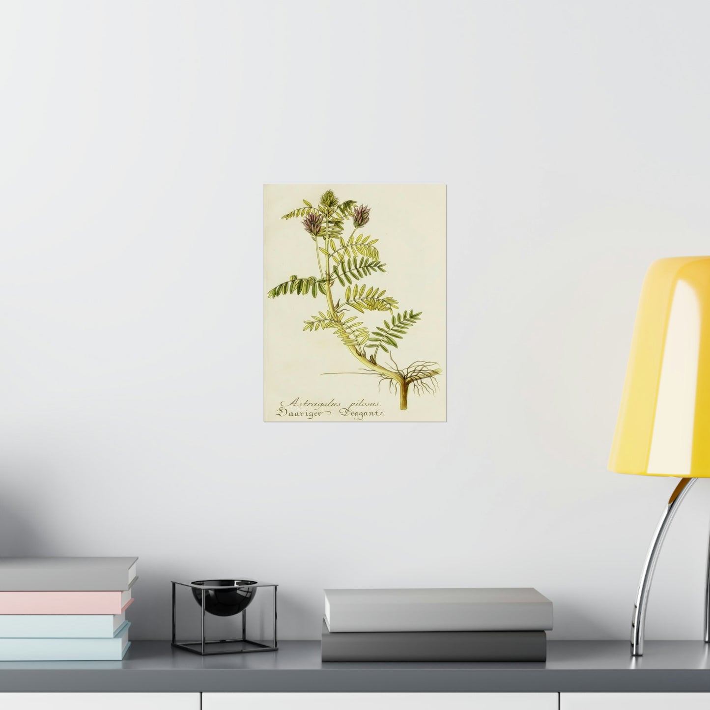 Cotinus Nature Tree Prints