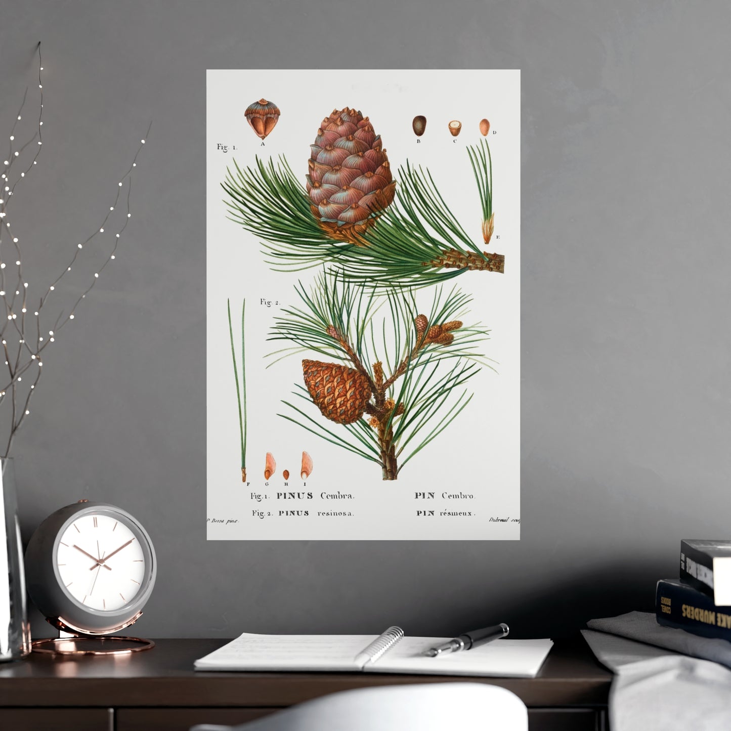 Acorn 5