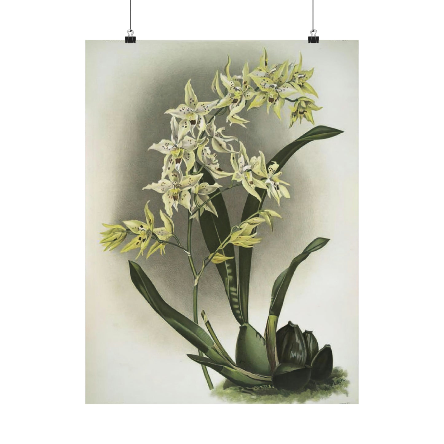 Full Bloom White Orchids Wall Print