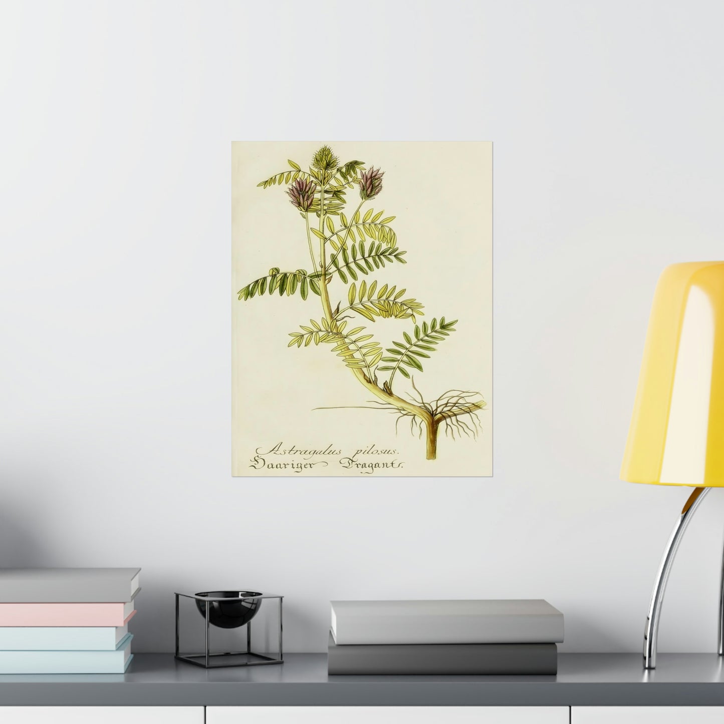 Cotinus Nature Tree Prints