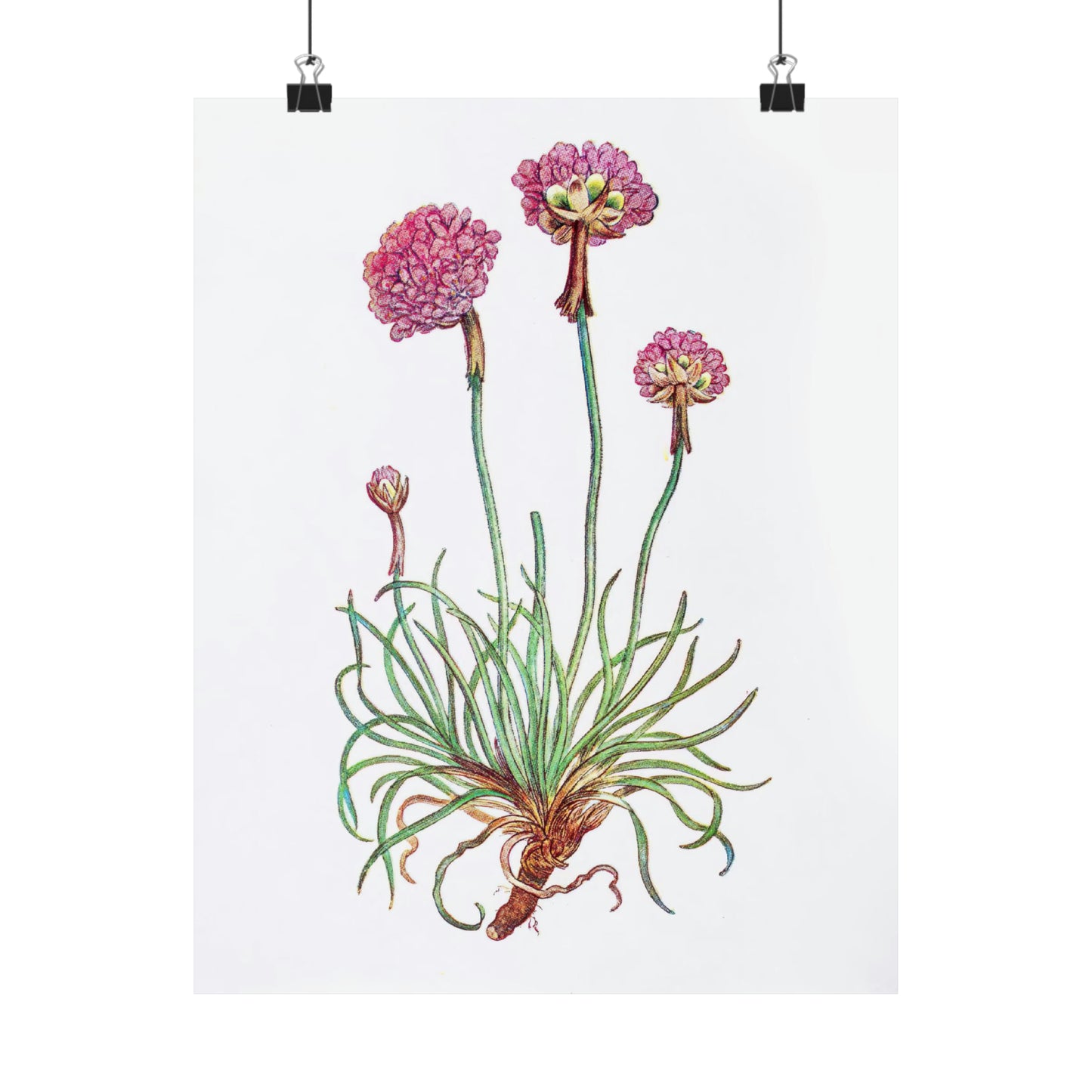 Pink Botanical Flower