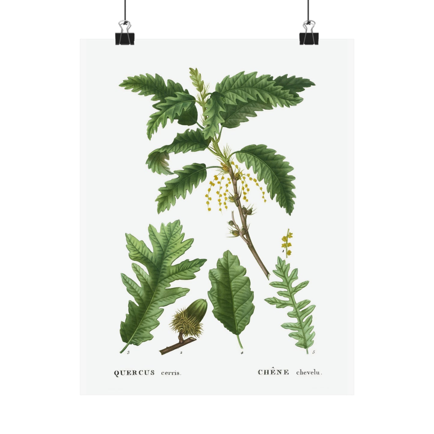 Fall Acorn Wall Art 6