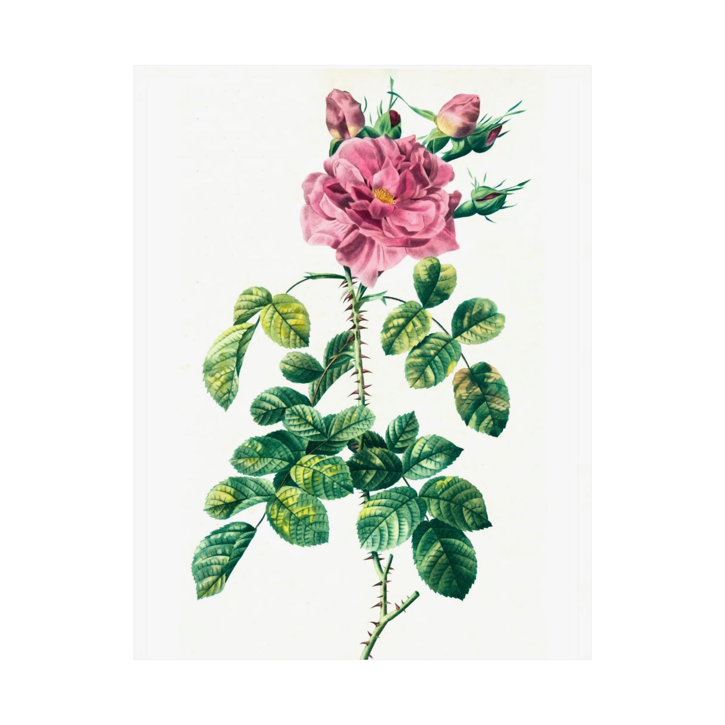 Pink Rose With Rosebuds