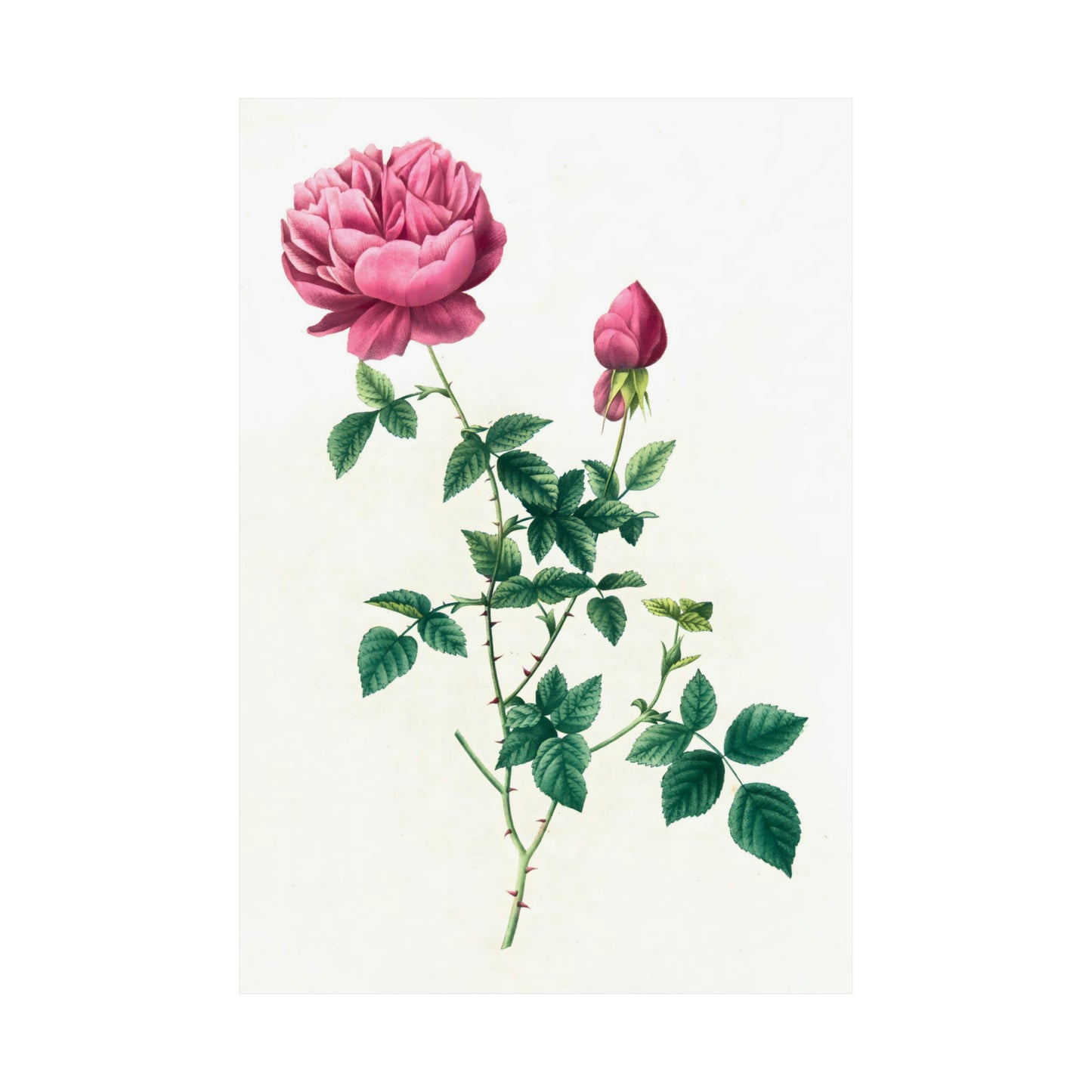 Pink Rose with Bud