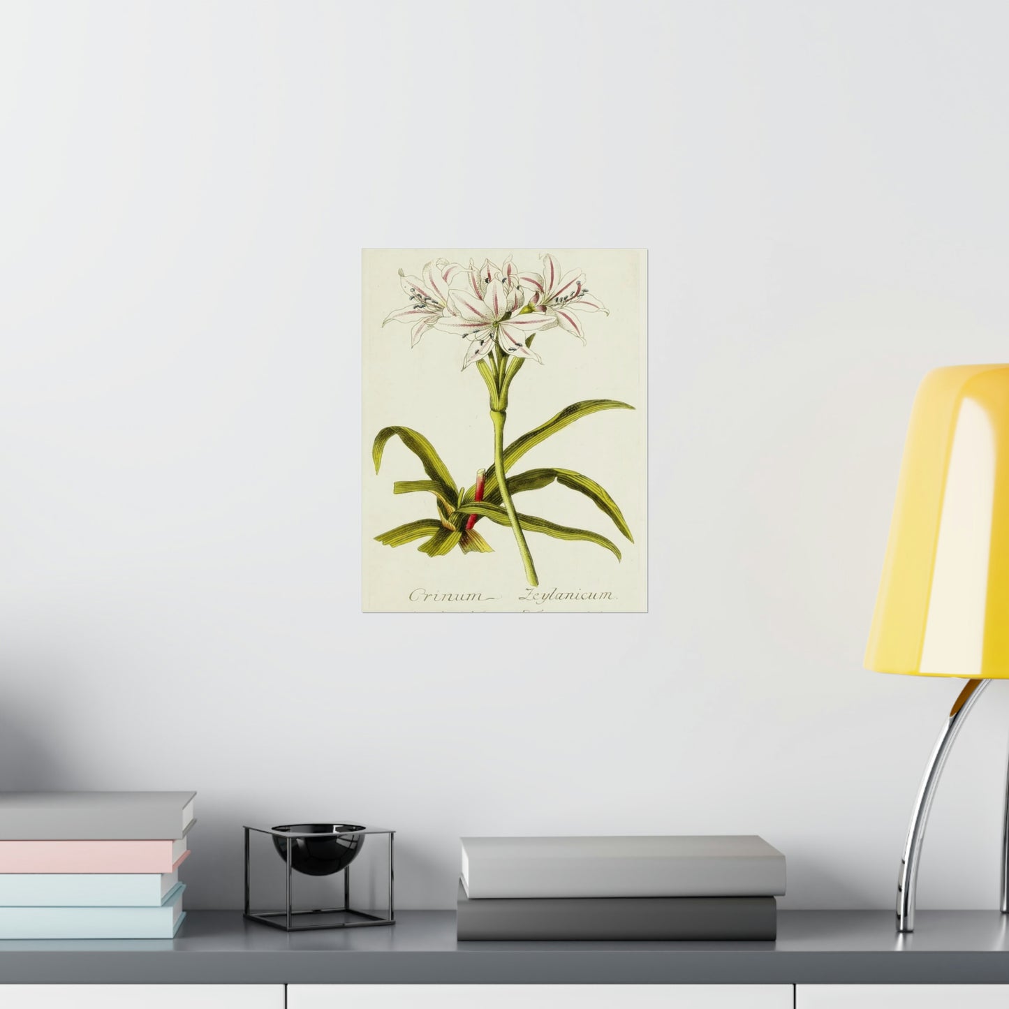 Vintage Crinum Zeylanicum Flower