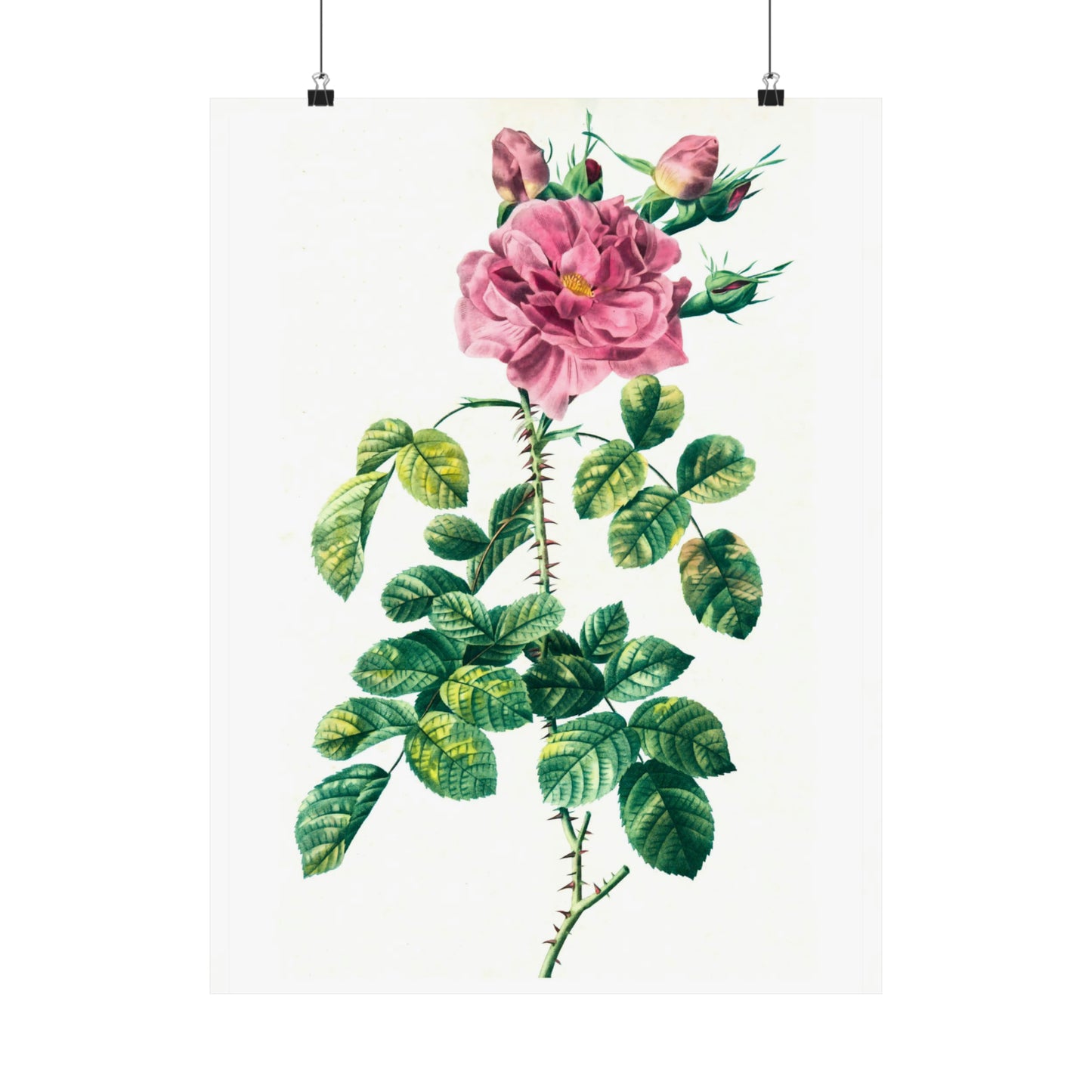 Pink Rose With Rosebuds
