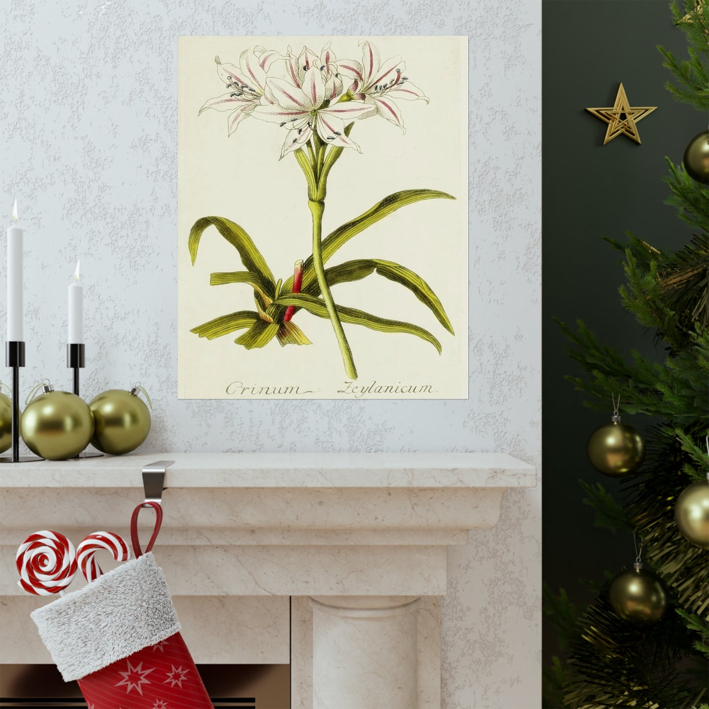 Vintage Crinum Zeylanicum Flower