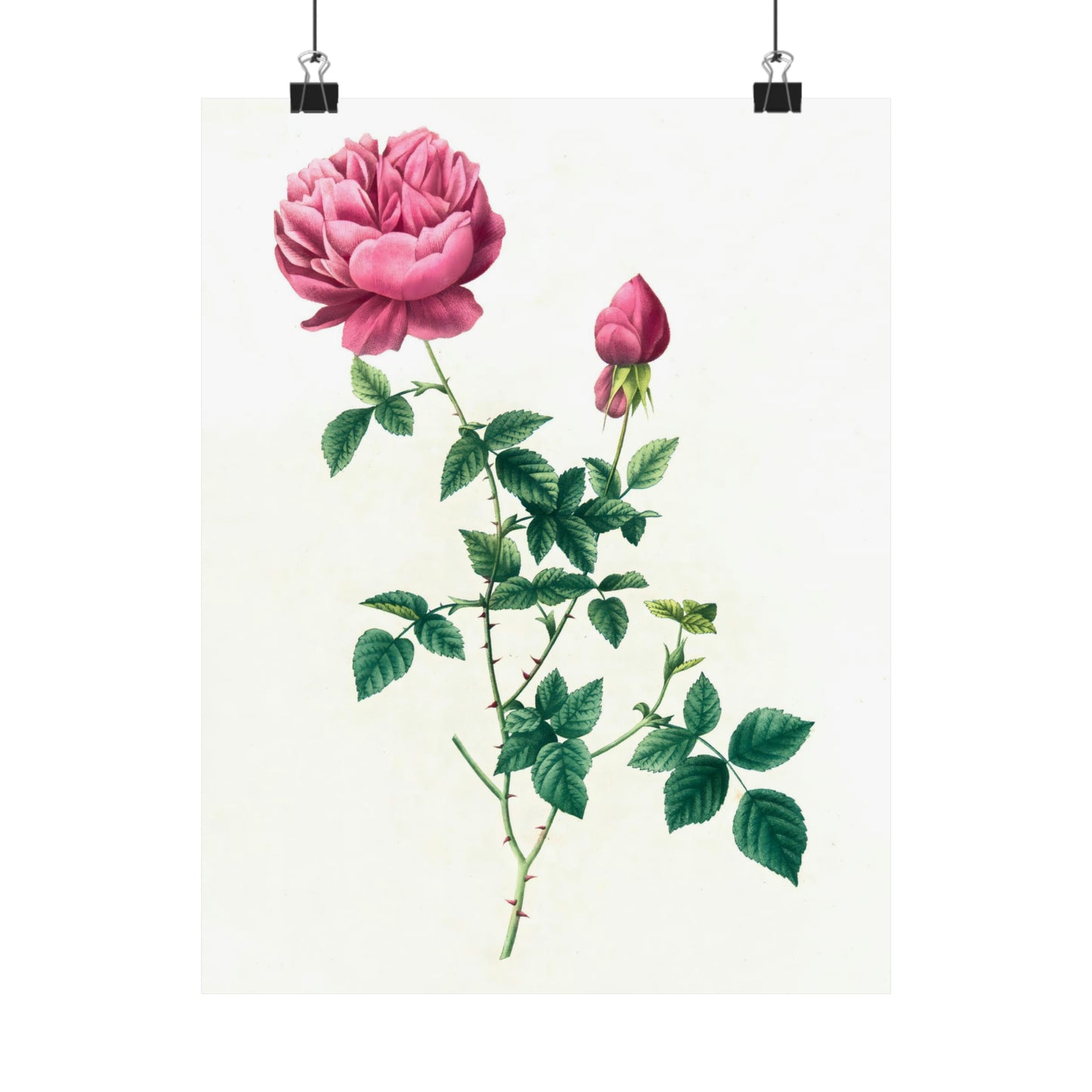 Pink Rose with Bud