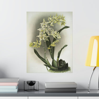 Full Bloom White Orchids Wall Print