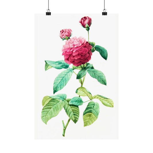 Ombre Pink Rose with Buds