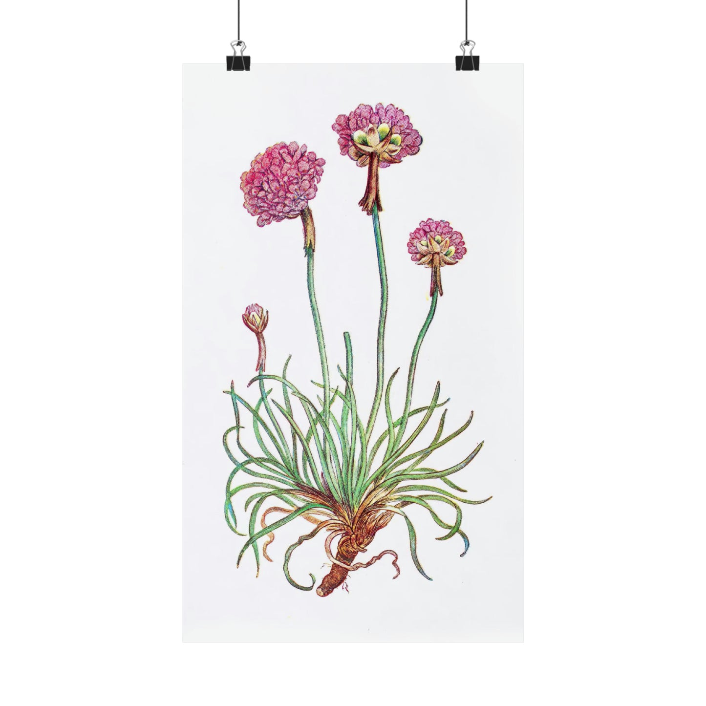 Pink Botanical Flower