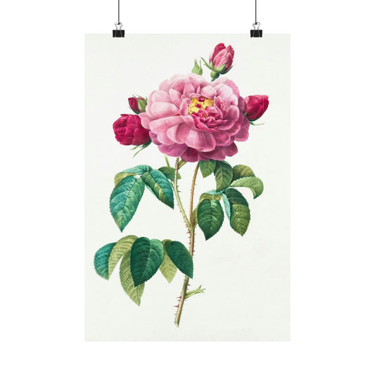 Bright Pink Rose with 2 Buds