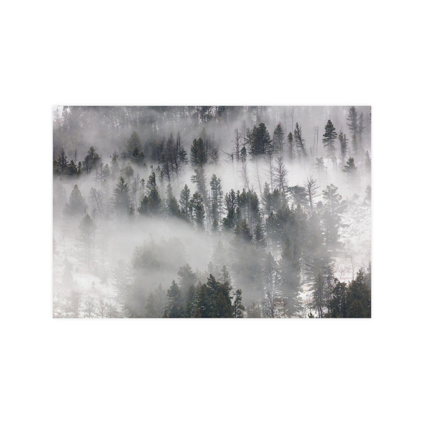 Winter Forrest Art