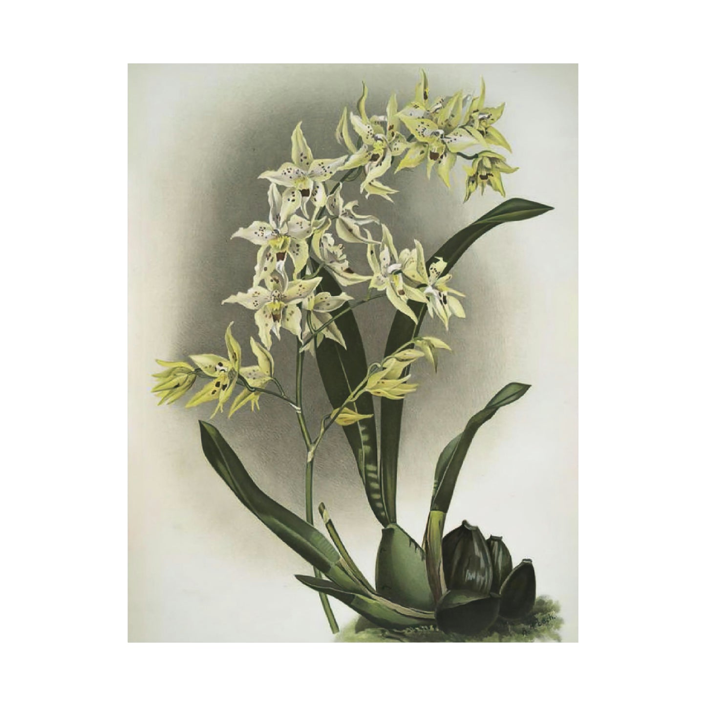 Full Bloom White Orchids Wall Print