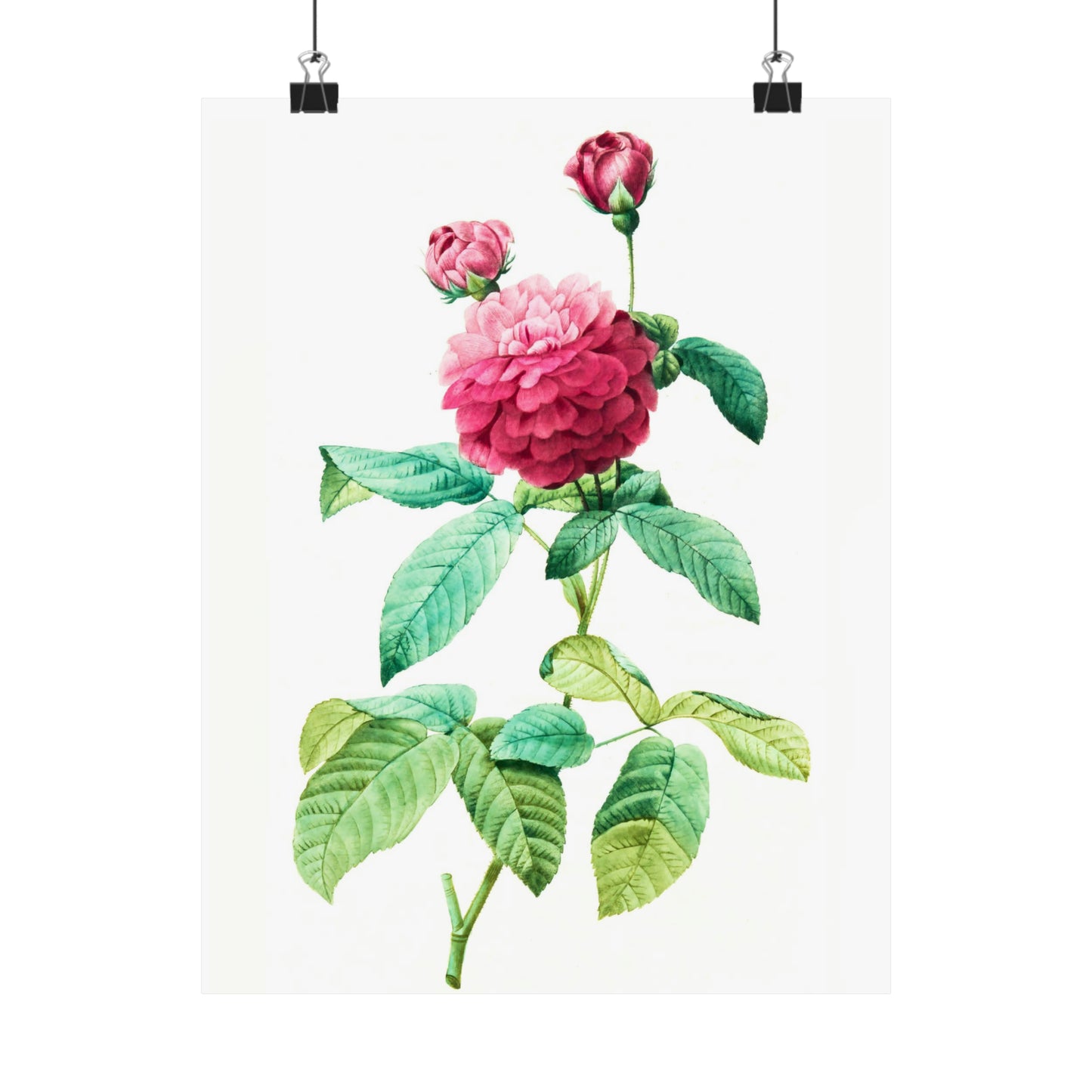 Ombre Pink Rose with Buds