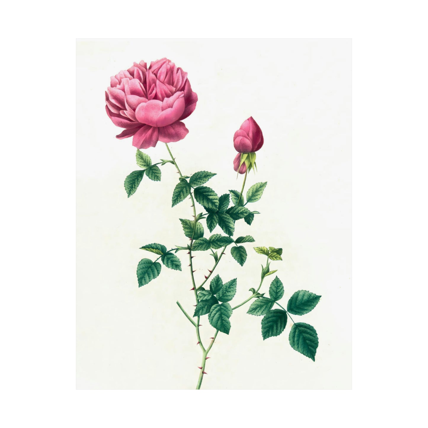 Pink Rose with Bud