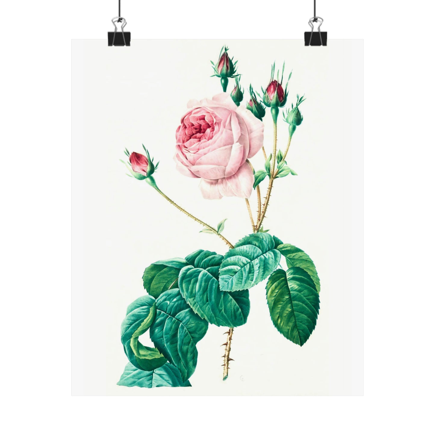 Light Pink Rose with Buds