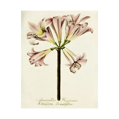 Amaryllis Reginae Flower Wall Print