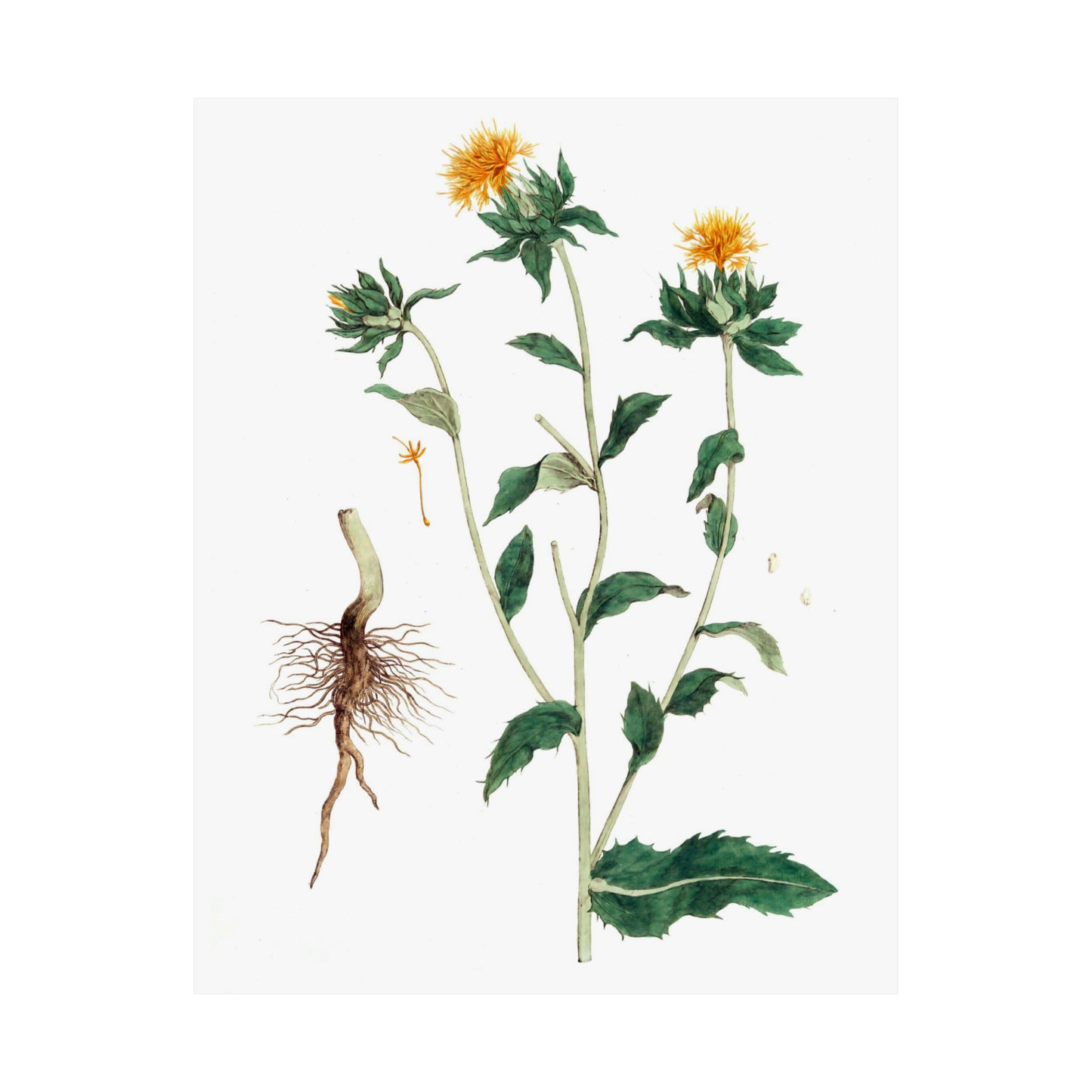 Yellow Floral Stem
