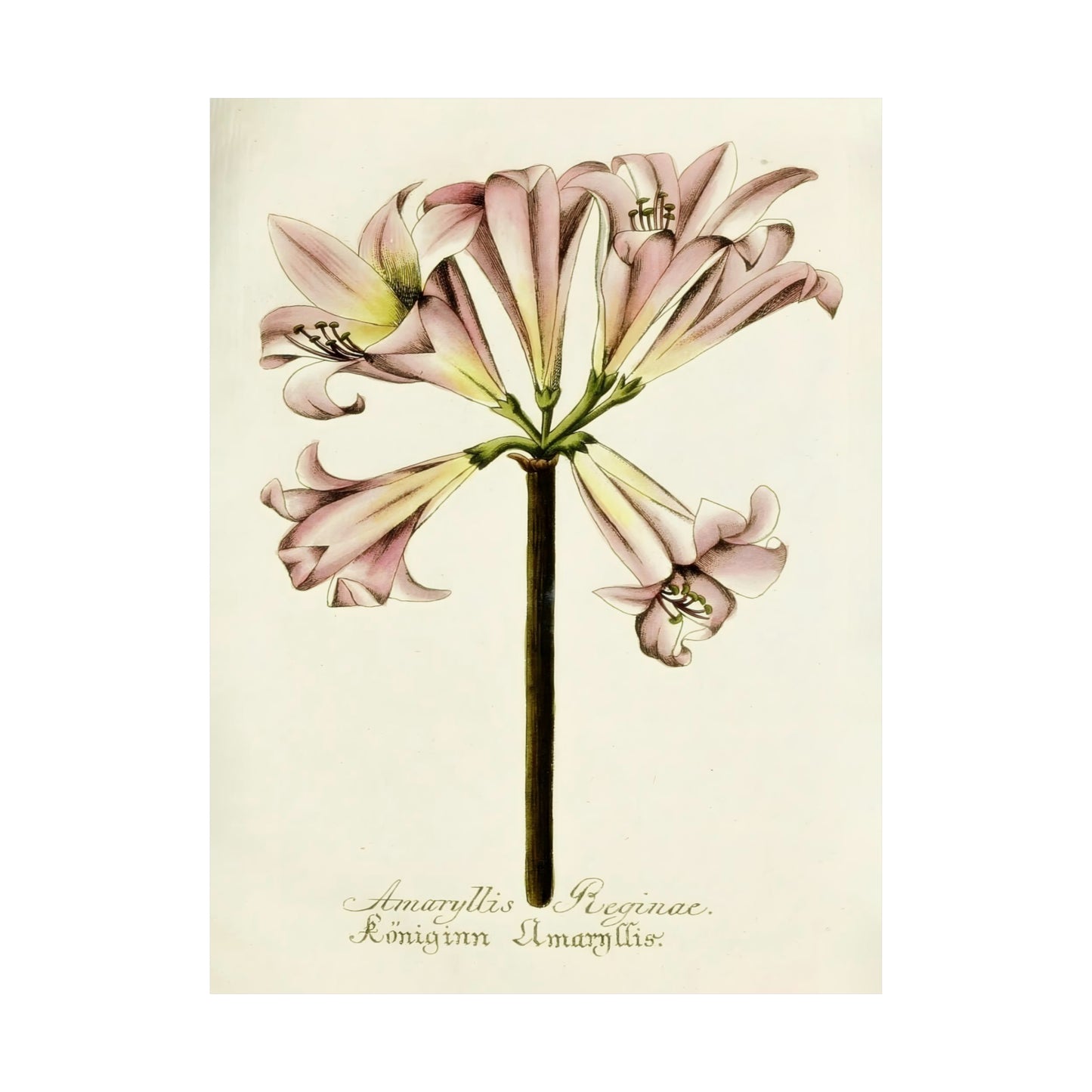 Amaryllis Reginae Flower Wall Print