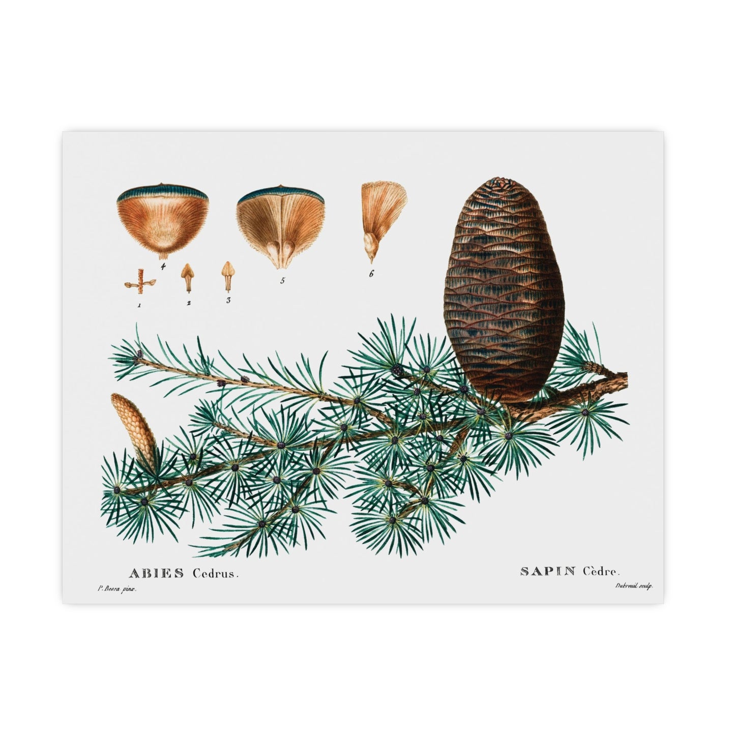 Acorn 9