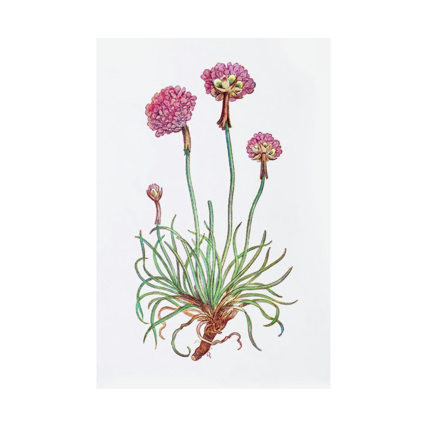 Pink Botanical Flower