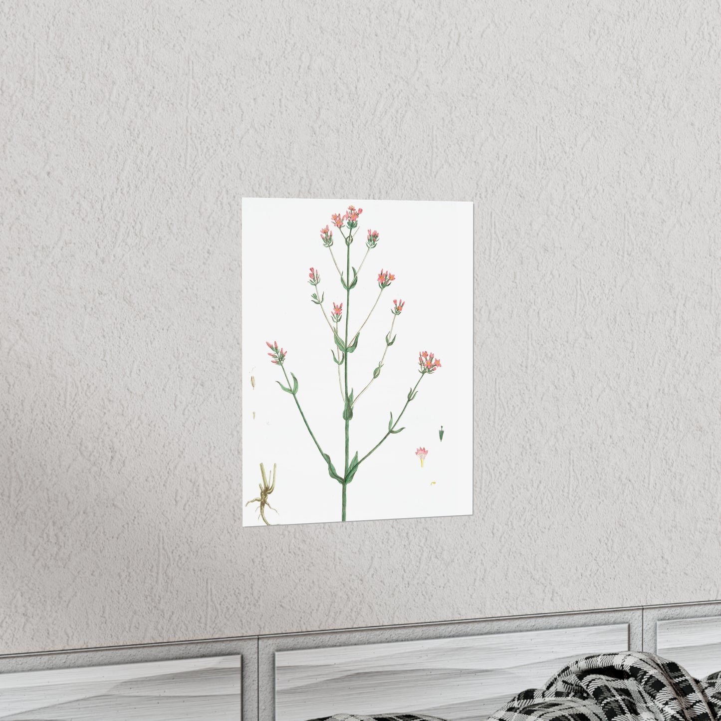 La Petite Centauree Flower Wall Print