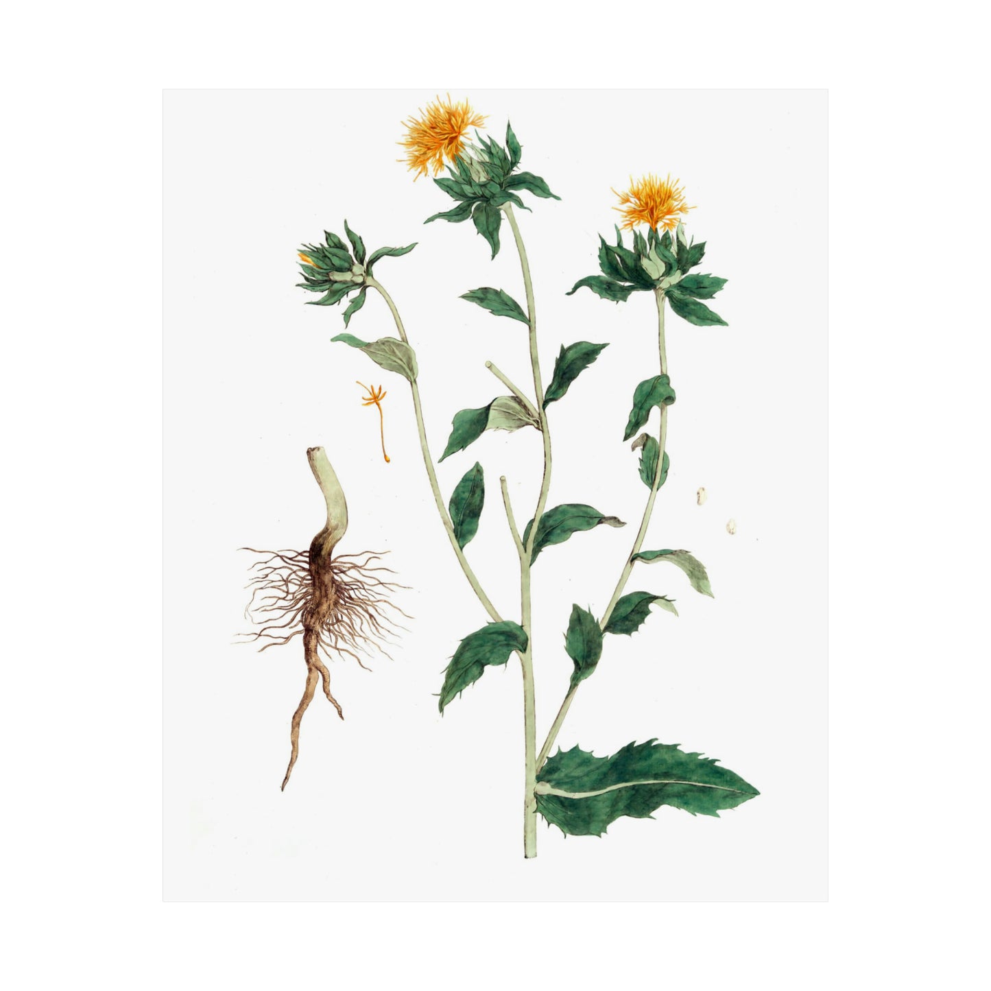 Yellow Floral Stem