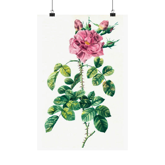 Pink Rose With Rosebuds