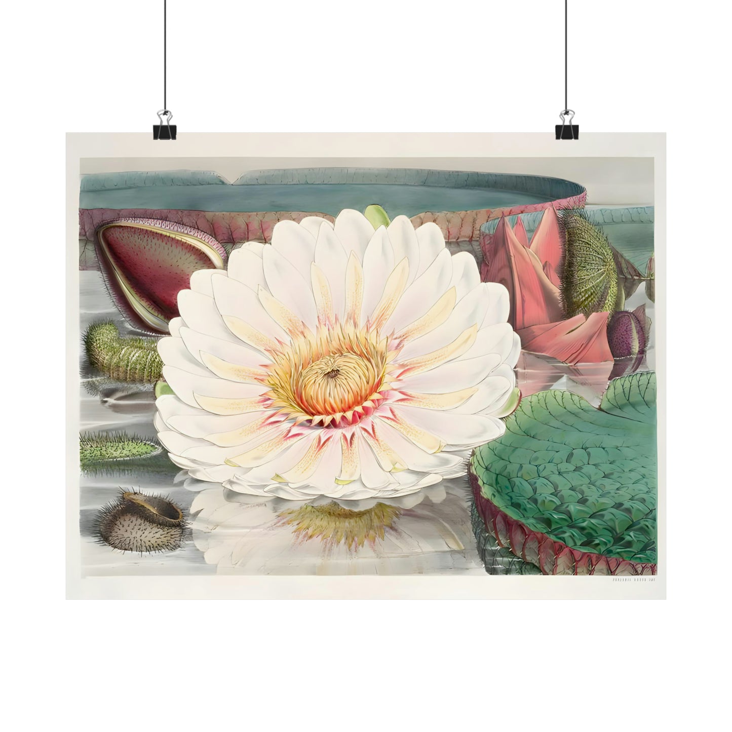 Lily Flower