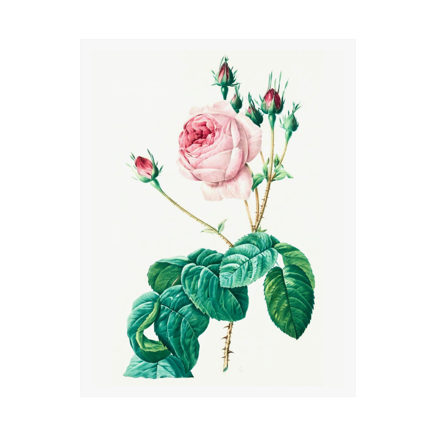 Light Pink Rose with Buds