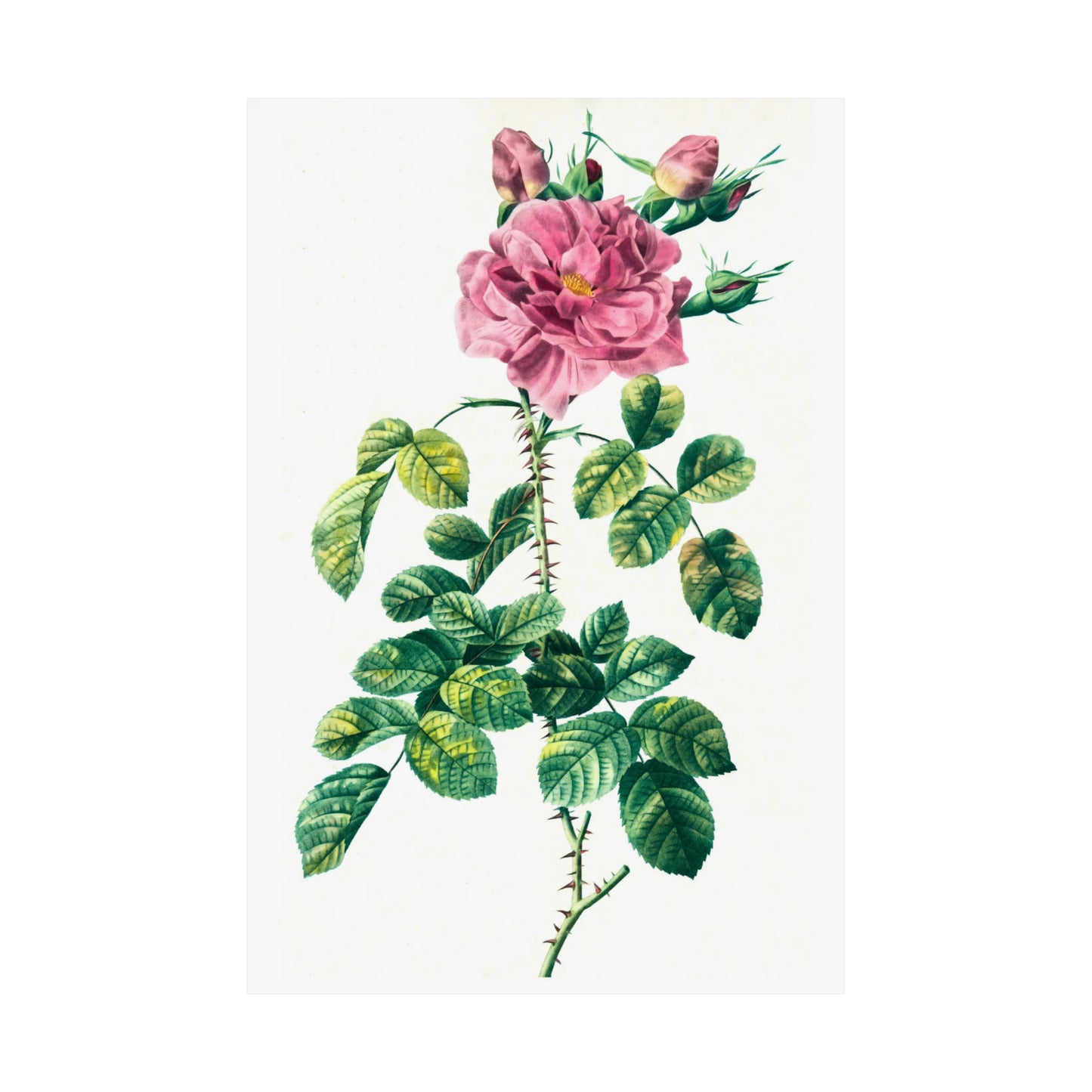 Pink Rose With Rosebuds