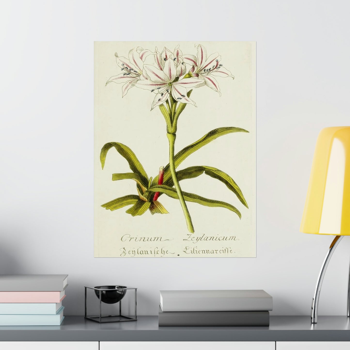 Vintage Crinum Zeylanicum Flower