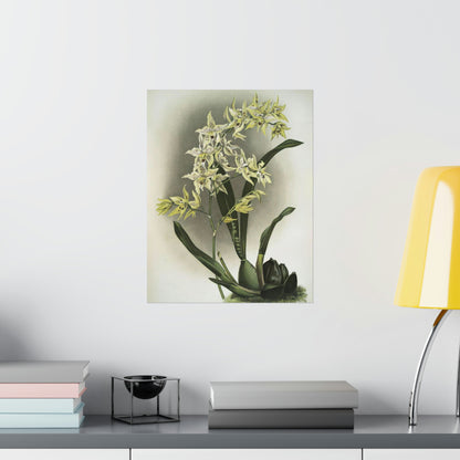 Full Bloom White Orchids Wall Print