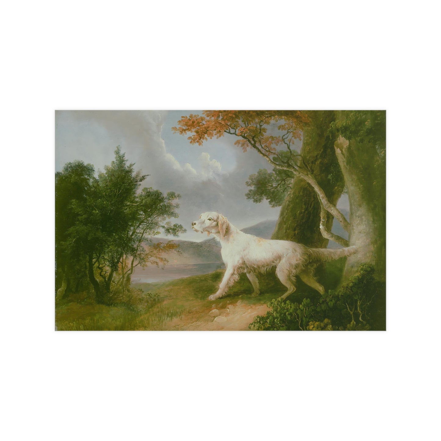 Dog Outdoor Landscape
