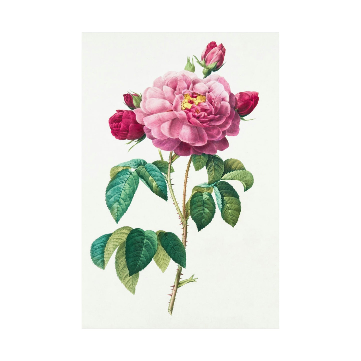 Bright Pink Rose with 2 Buds