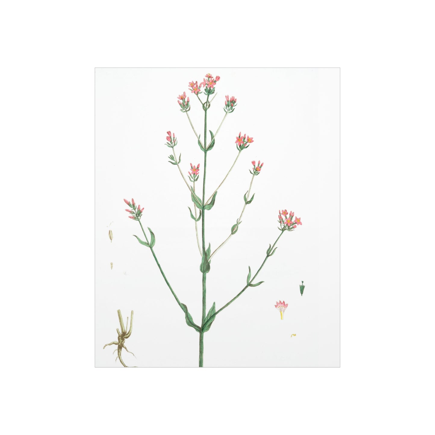 La Petite Centauree Flower Wall Print