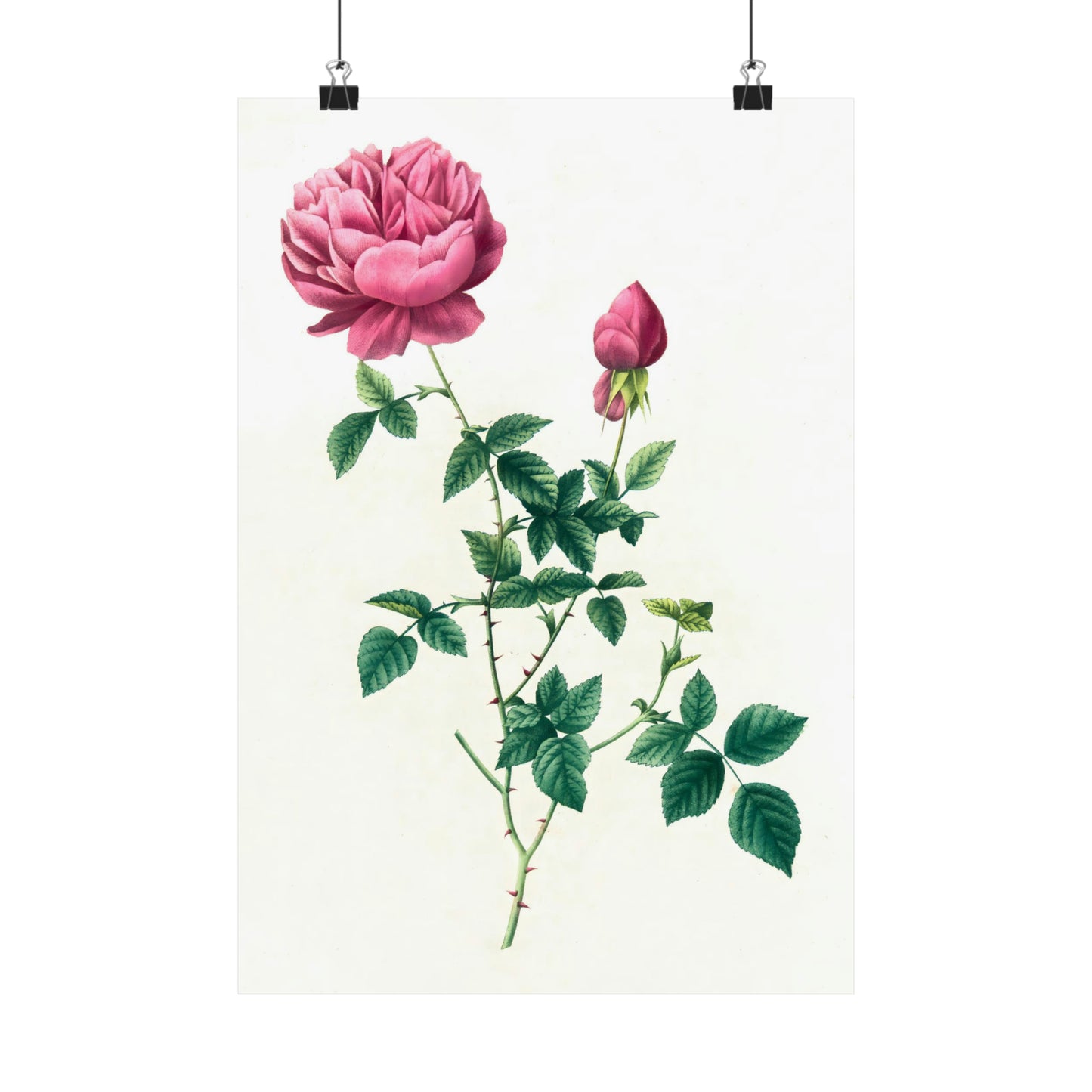 Pink Rose with Bud