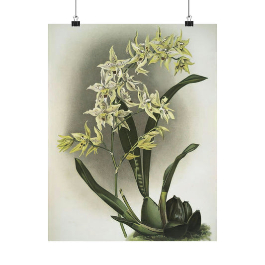 Full Bloom White Orchids Wall Print