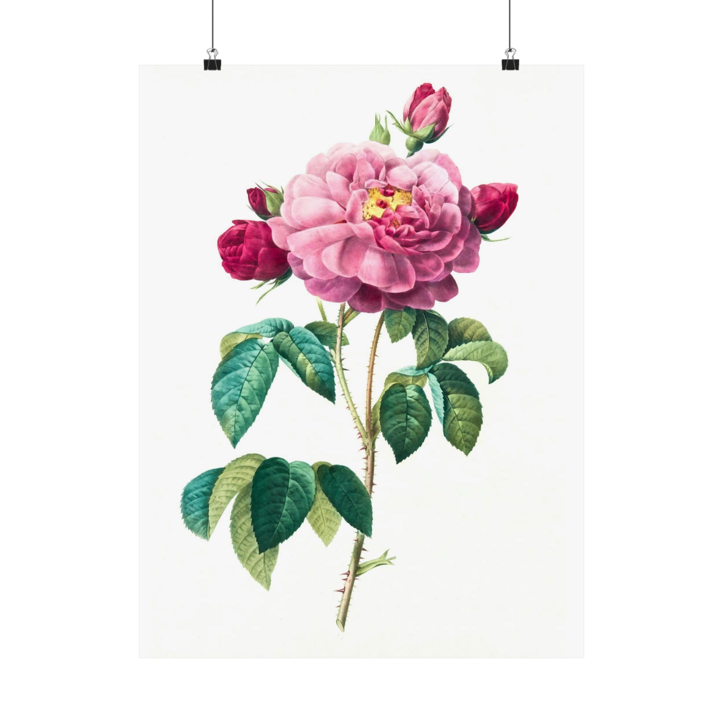 Bright Pink Rose with 2 Buds