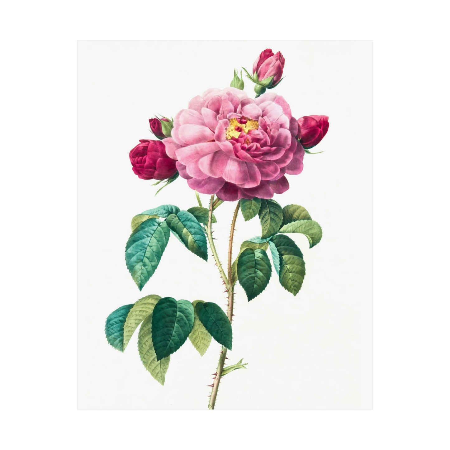 Bright Pink Rose with 2 Buds